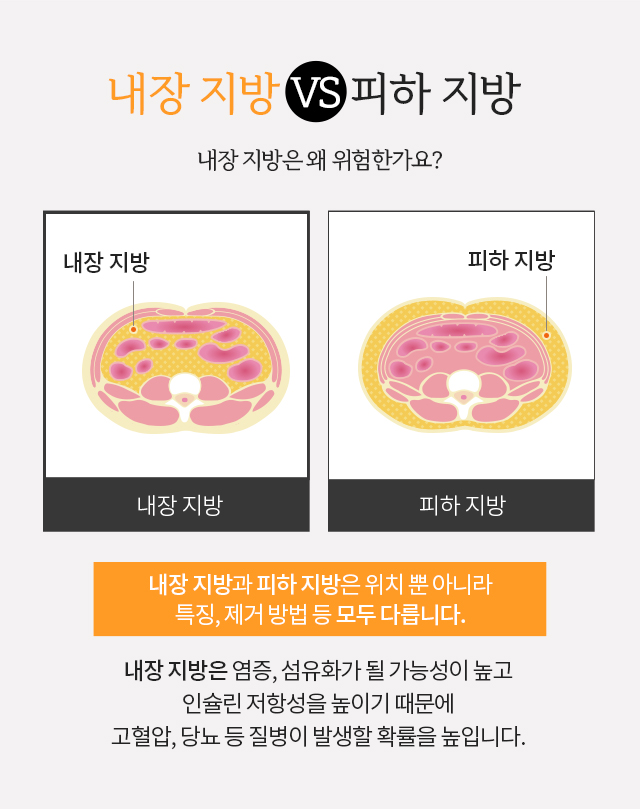 내장지방 vs 피하지방